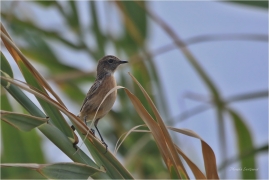 <p>RAMBORNÍČEK ČERNOHLAVÝ (Saxicola torquata) Řecko - Kréta –--- /African stonechat – Schwarzkehlchen/</p>